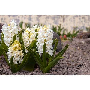 Hyacint (Hyacinthus orientalis) ´WHITE PEARL´ - 1 cibuľka v kvetináči, kont. C2L (biely)